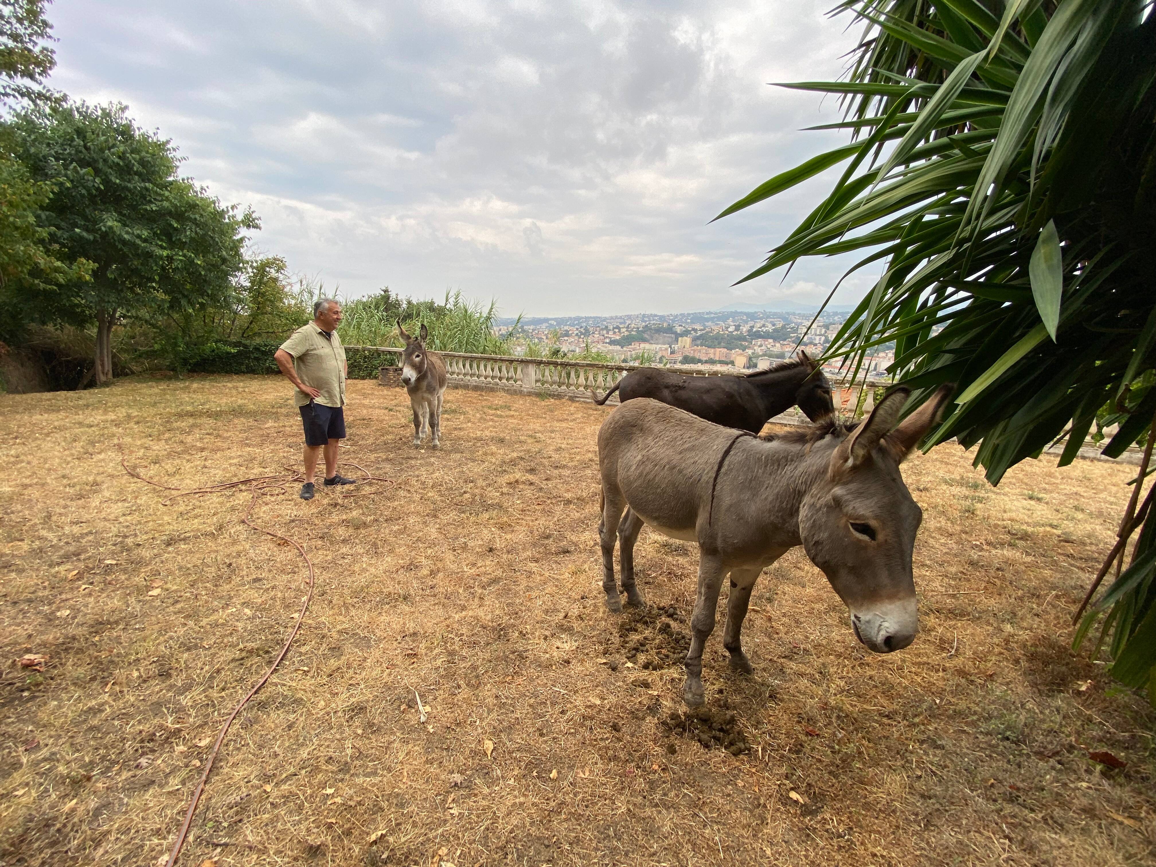 "Ils m'ont laissé des tas de crottin en souvenir": quatre ânes fugueurs ont passé la nuit dans le jardin d'un Niçois avant de regagner leur ferme