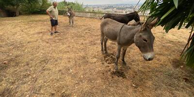 "Ils m'ont laissé des tas de crottin en souvenir": quatre ânes fugueurs ont passé la nuit dans le jardin d'un Niçois avant de regagner leur ferme