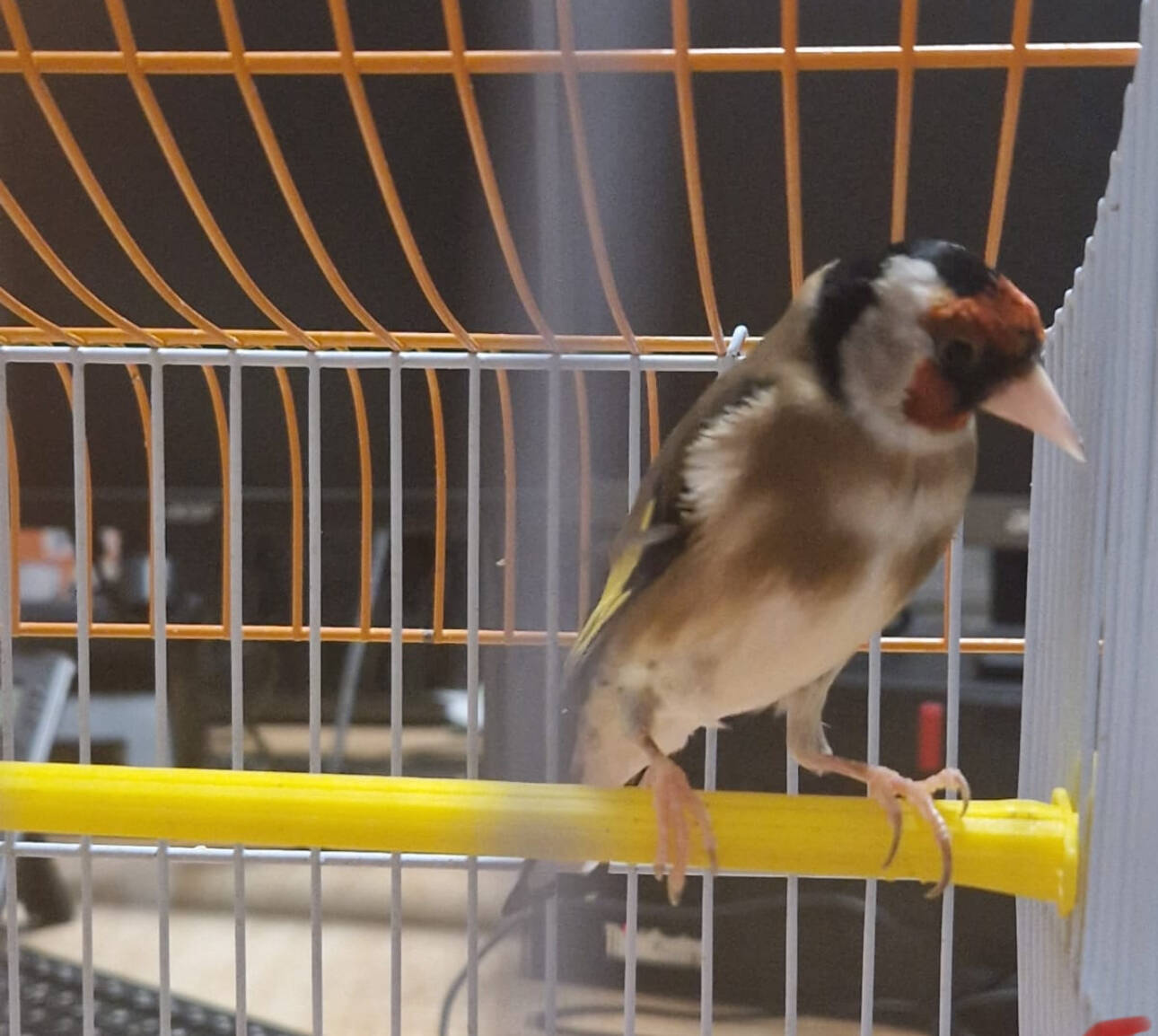 Un trafic d'oiseaux protégés découvert par hasard à Nice, un homme placé en garde à vue