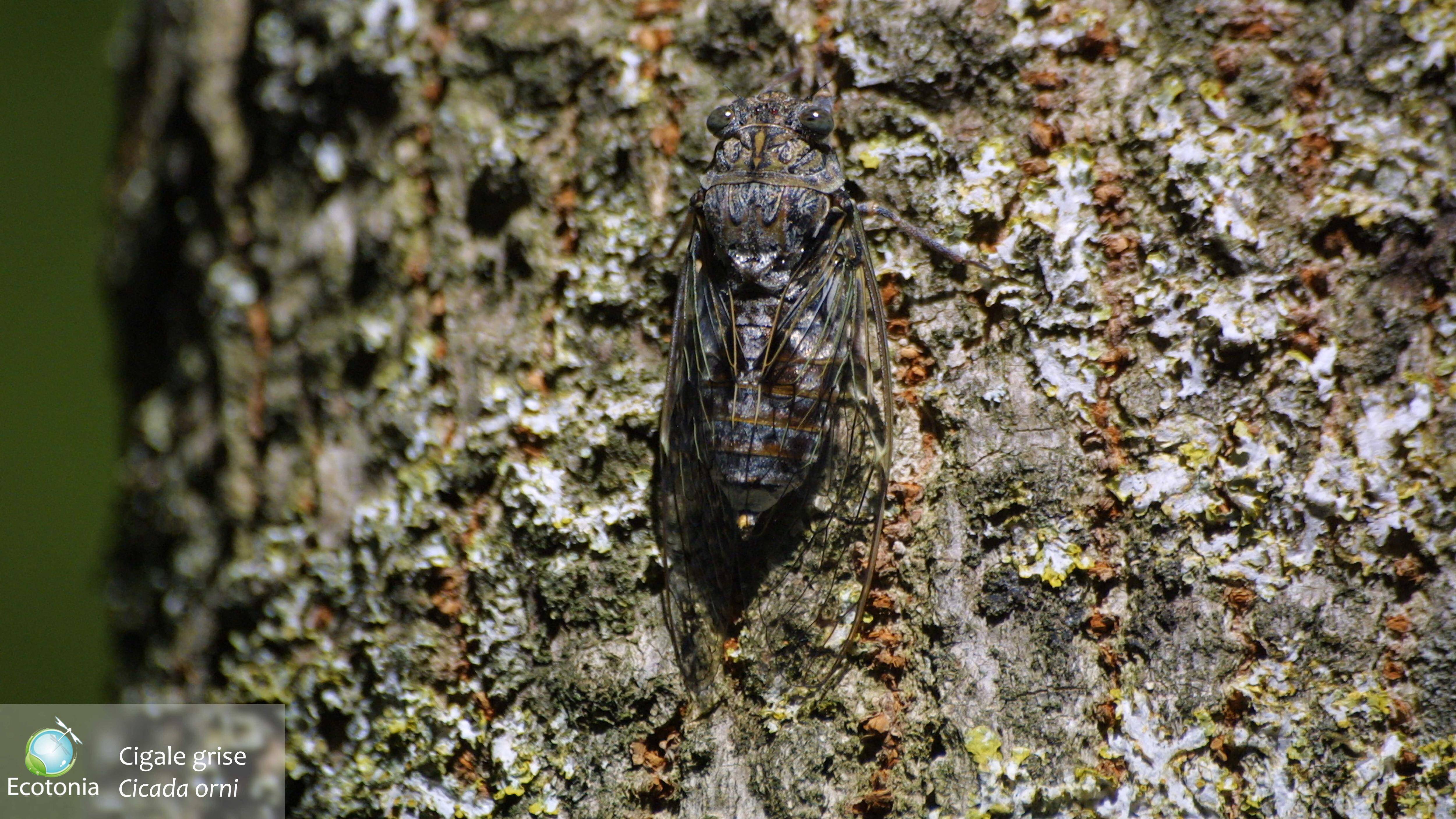Pourquoi les cigales ne chantent plus dans la région? On vous explique ce phénomène