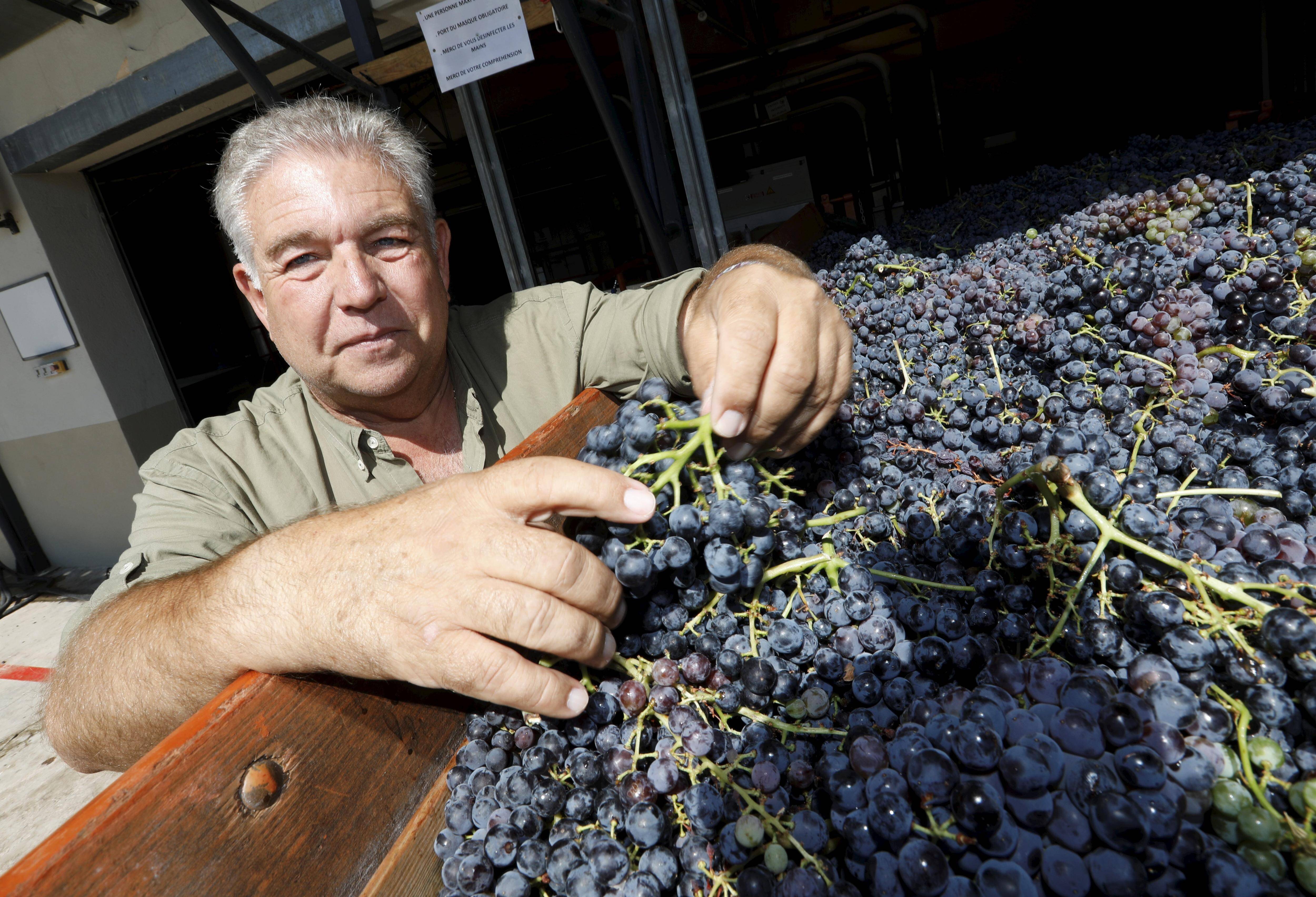 "C'est un cap symbolique qui a été franchi": à Gonfaron, les vendanges n'ont jamais été aussi précoces