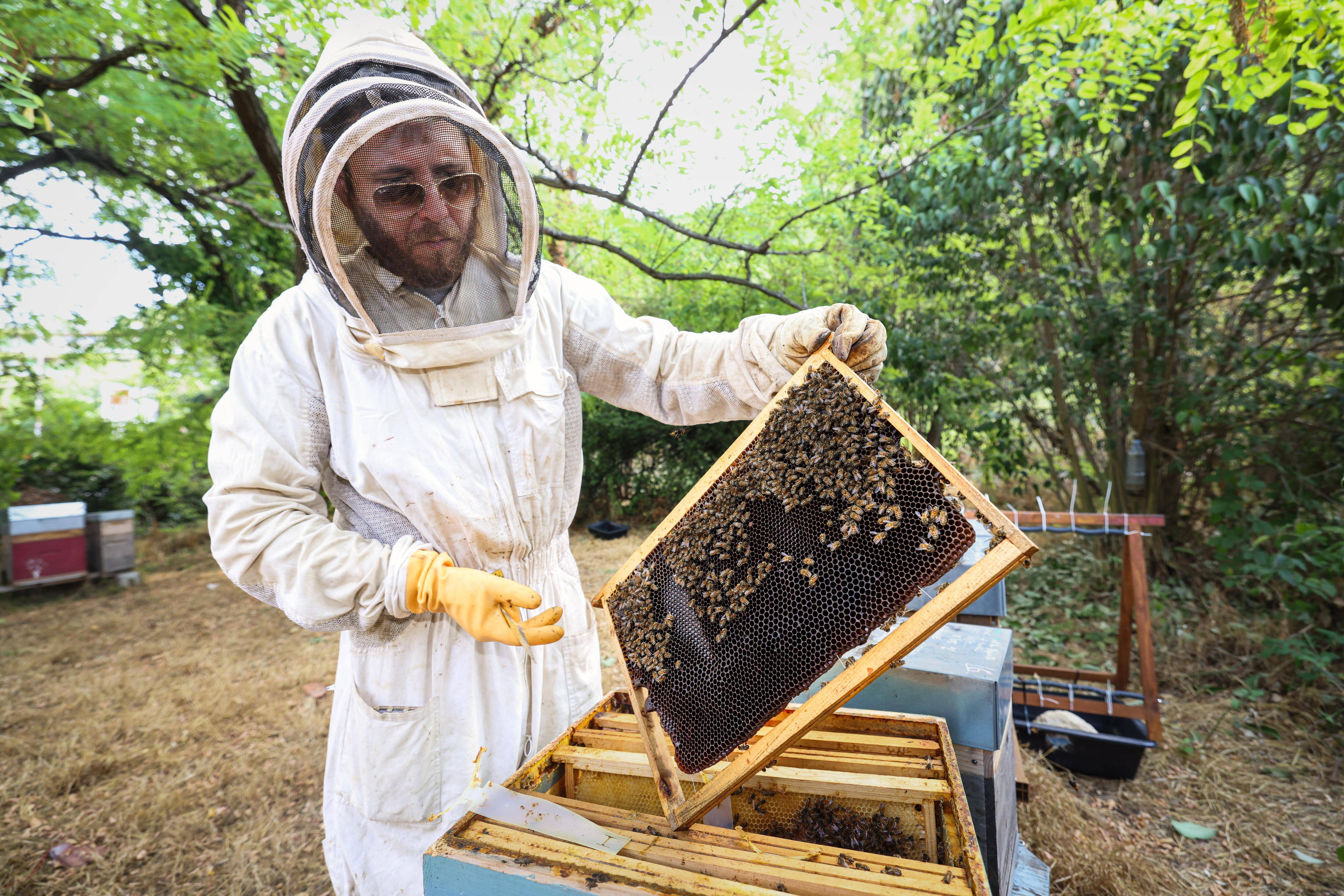 "On suit toute la vie de la communauté d'abeilles": à Antibes, un rucher école forme les apiculteurs amateurs et sensibilise à la biodiversité