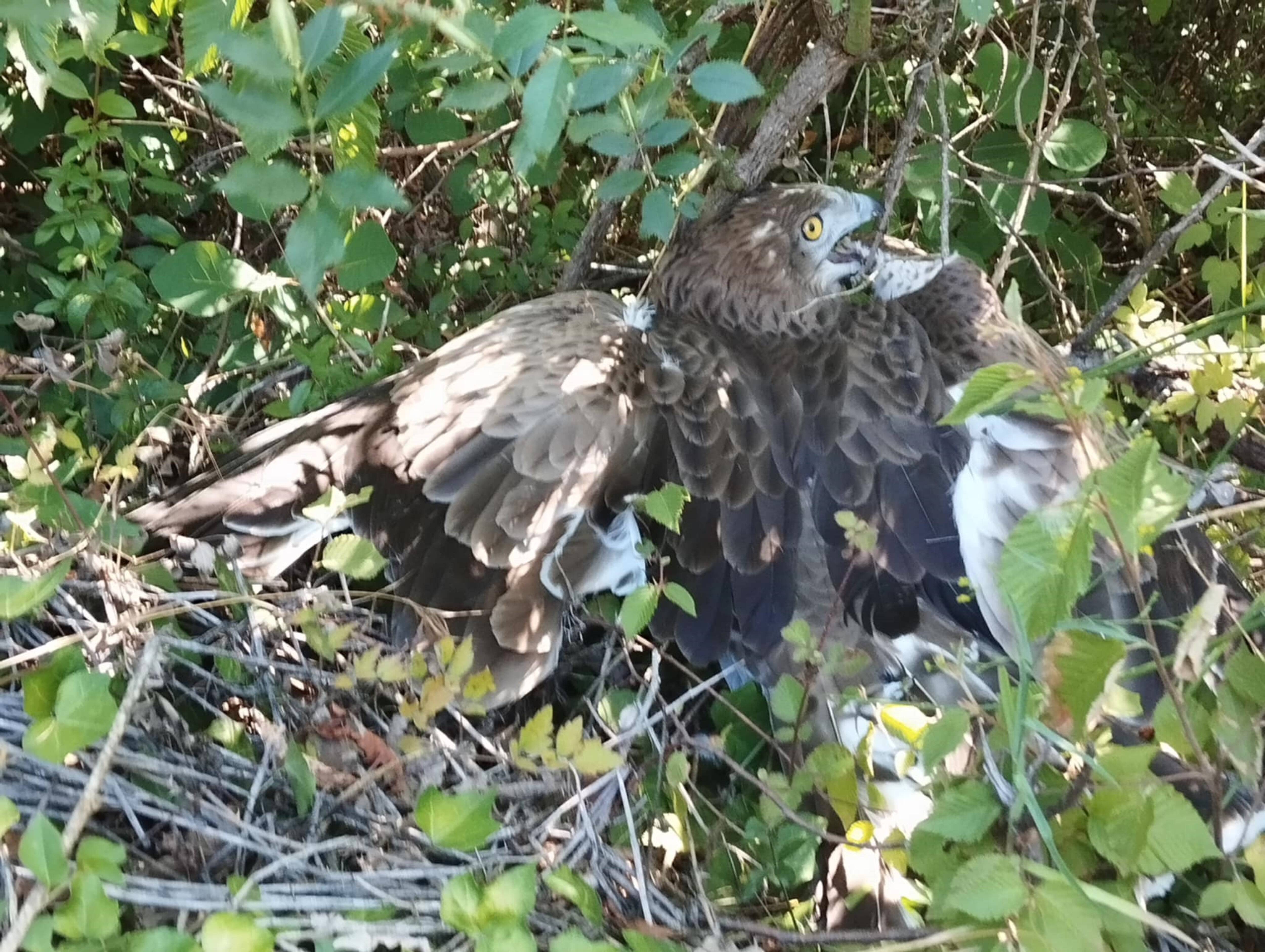 Le grand rapace qui s'était électrocuté début août est mort de ses blessures