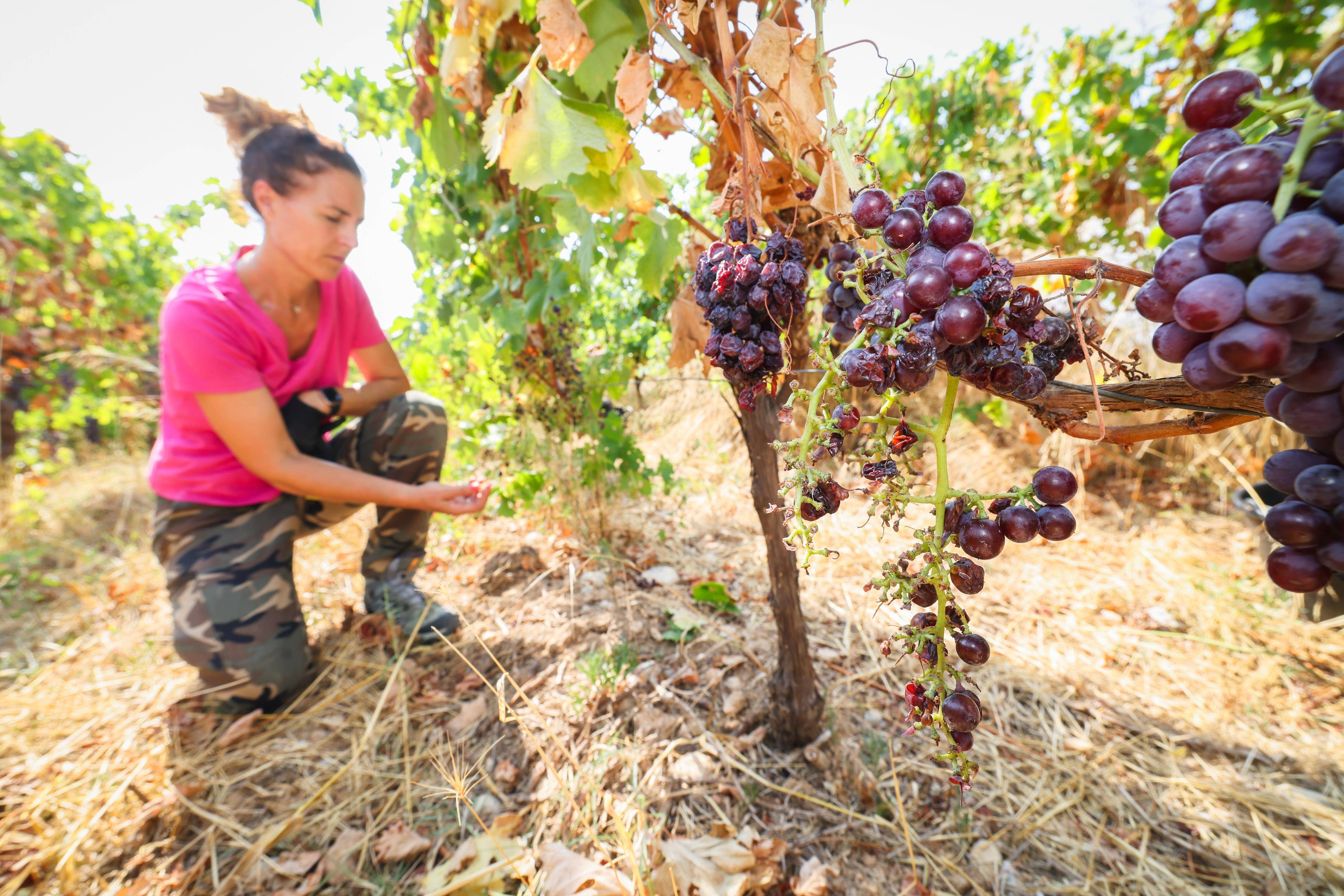 "Le cauchemar démarre début août": sangliers et pigeons ravagent les vignes de Bellet à Nice alors que débutent les vendanges
