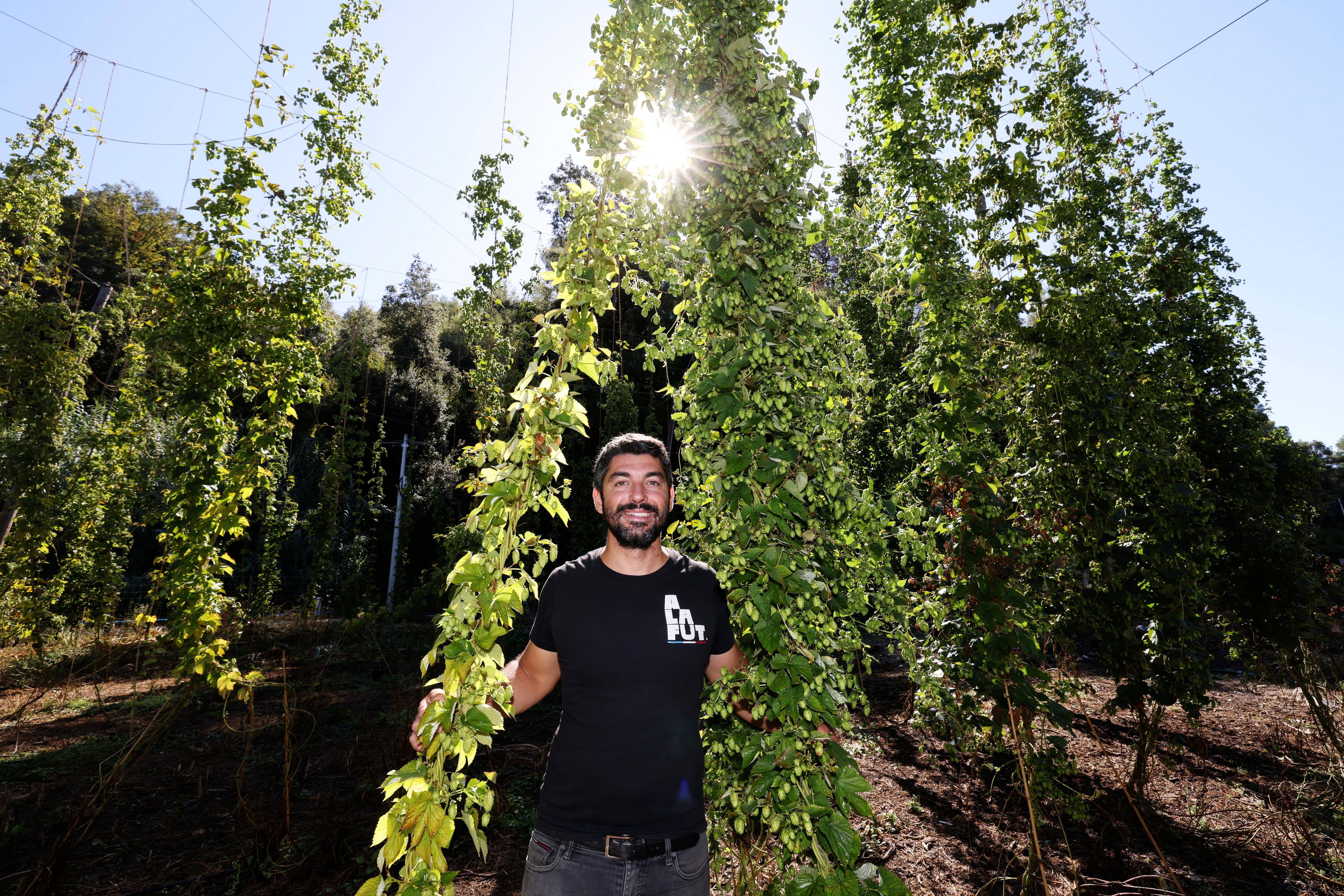 Pour produire sa bière locale, cette brasserie récolte ce week-end le houblon qu'elle fait pousser à Cagnes-sur-Mer