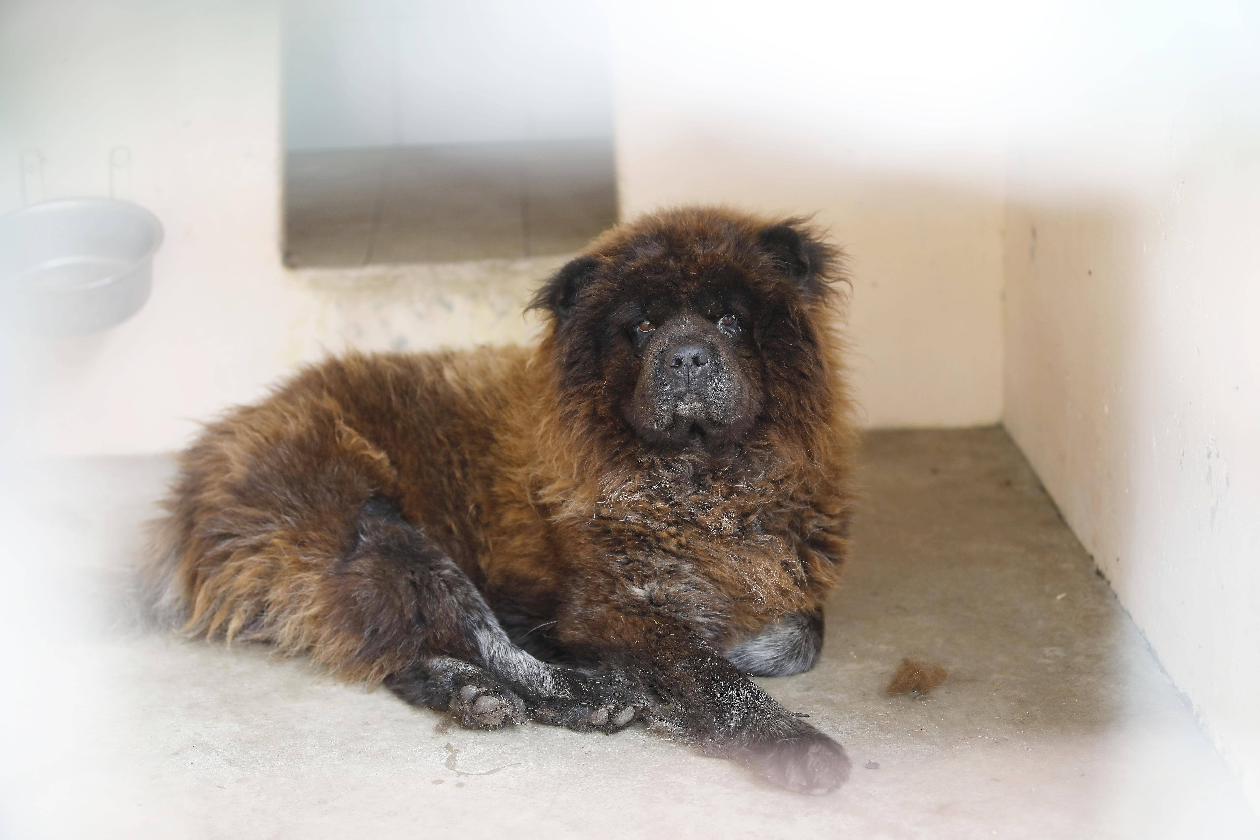 "L'intention était claire: qu'il se fasse écraser", elle raconte comment elle a sauvé un chien abandonné en bord de route entre Antibes et Biot