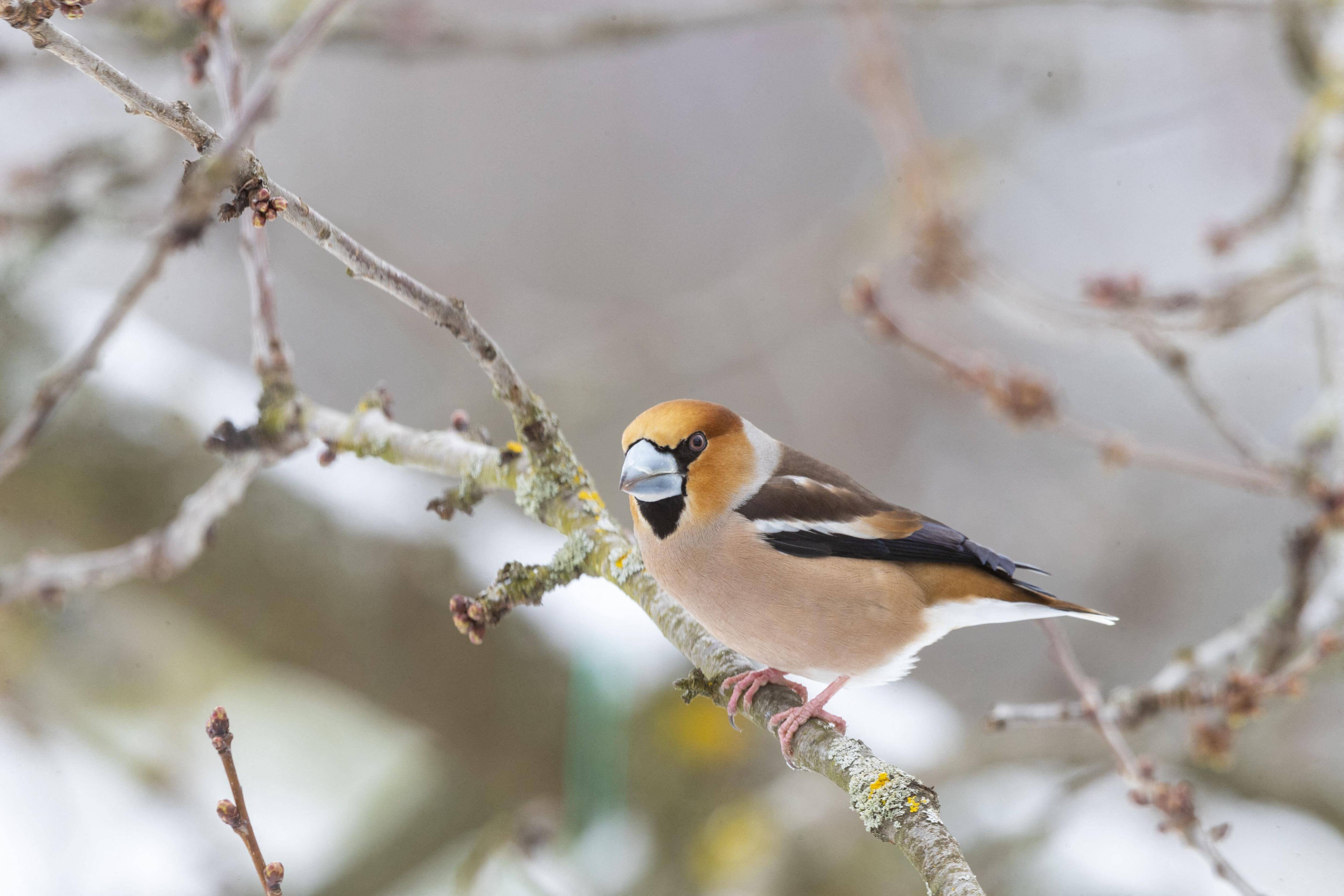10 et 8 mois de sursis requis: ils détenaient des animaux sauvages en toute illégalité à Carcès