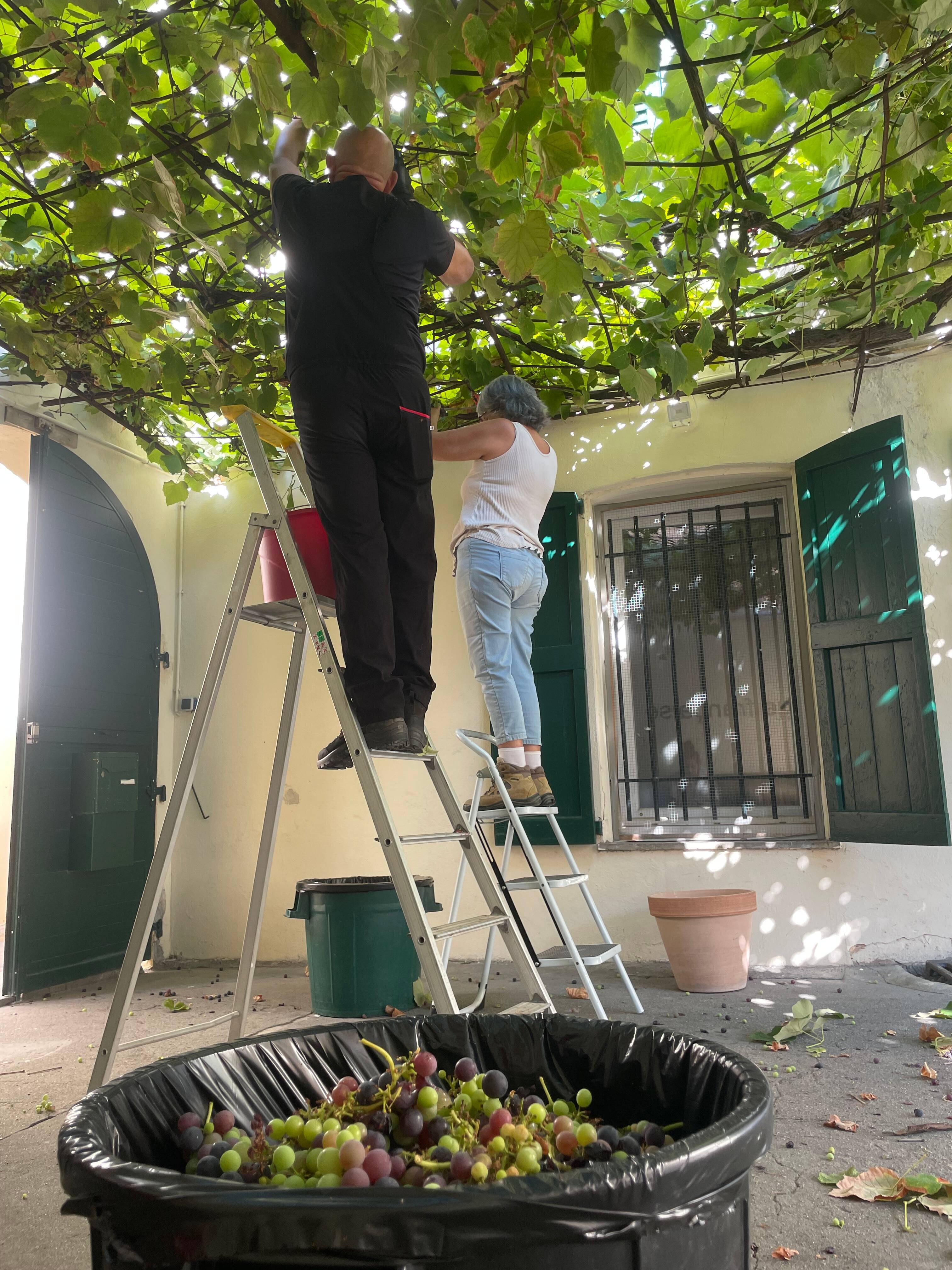 Fête des Vendanges du Safranier: laborieuse mais généreuse récolte à Antibes