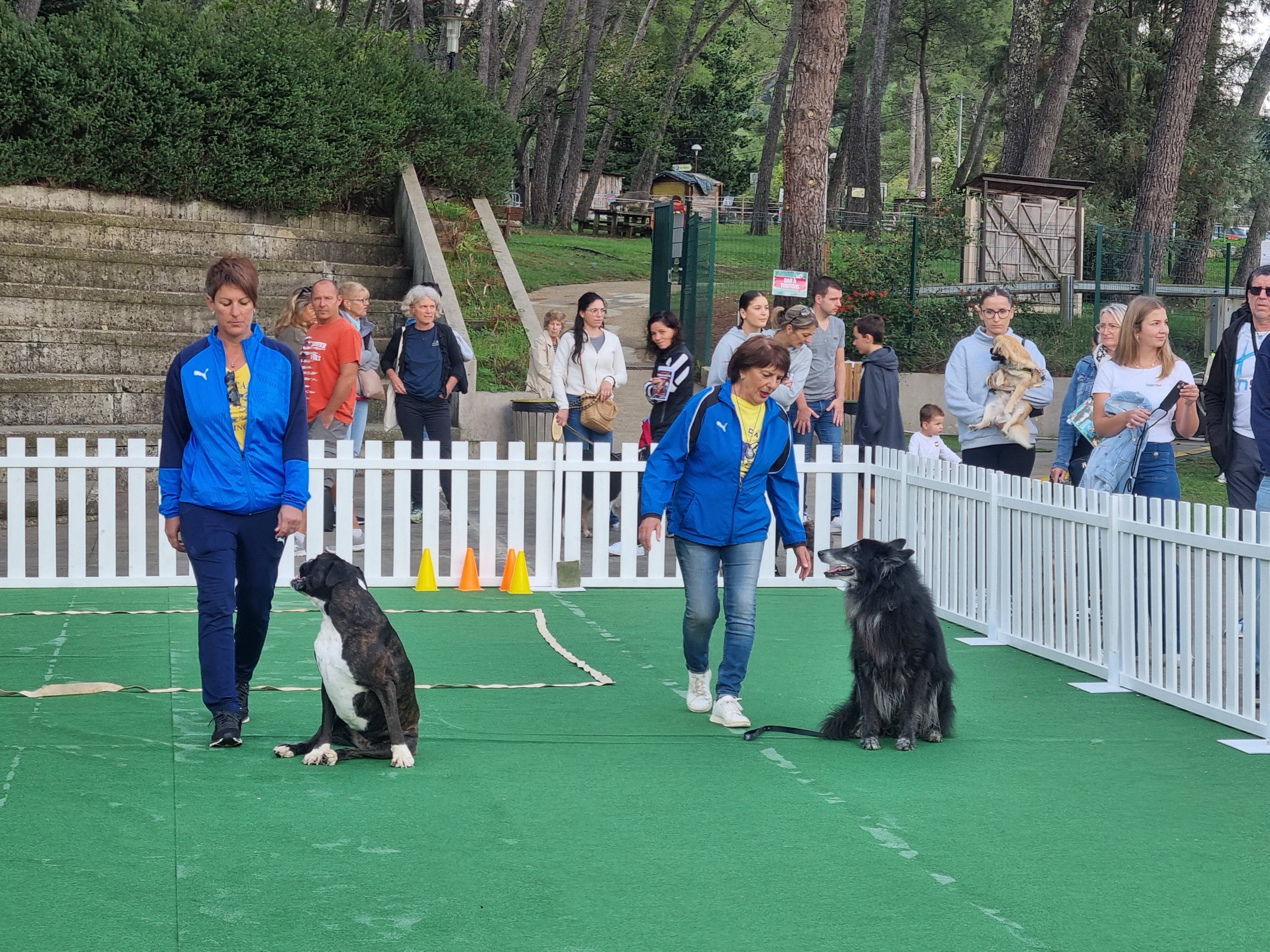 Nos compagnons à quatre pattes, vedettes de la journée "L'animal, moi et cie" à Mougins