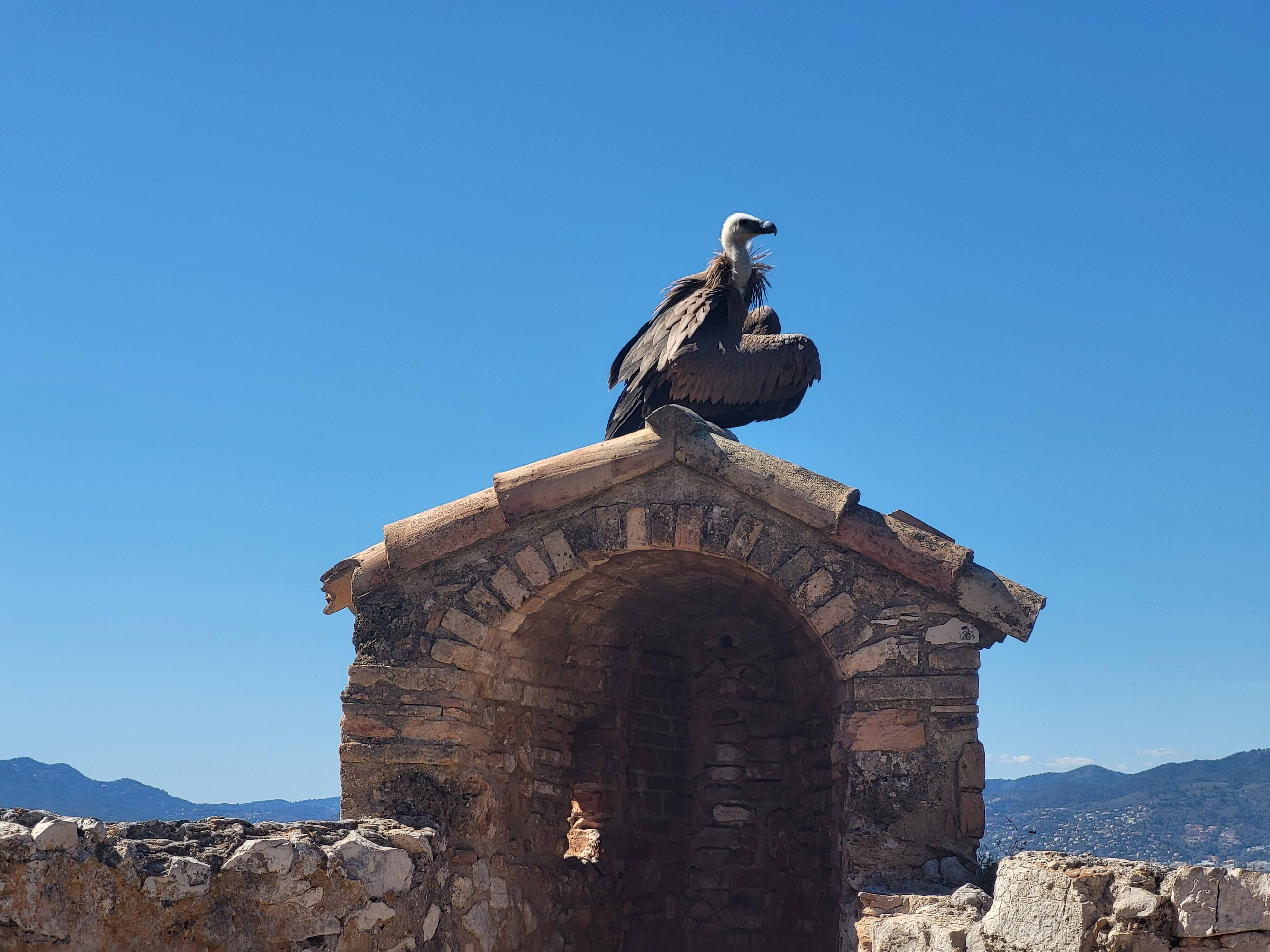 "Je l'ai vu, énorme et majestueux": un vautour fauve fait sensation sur l'île Sainte-Marguerite