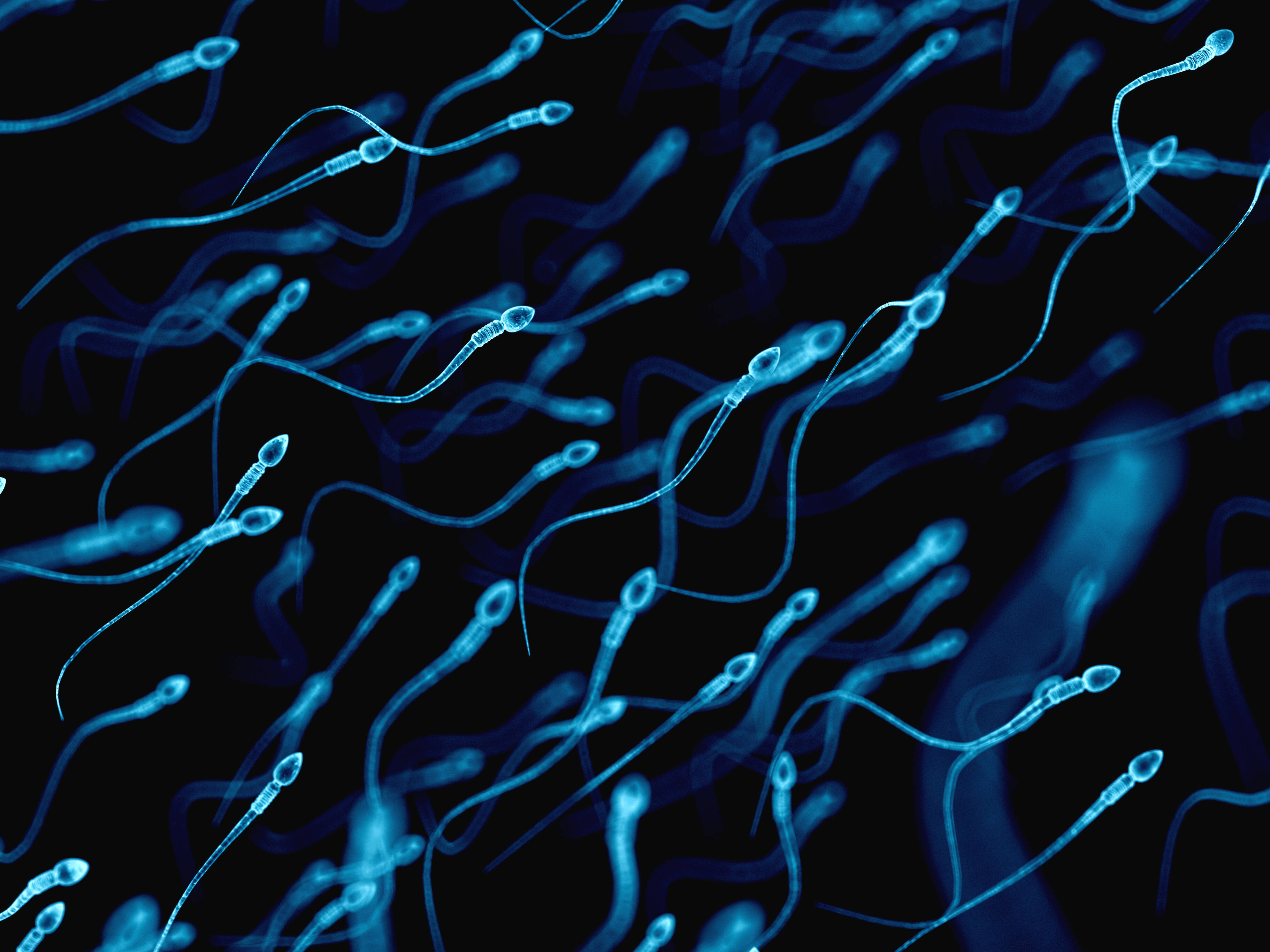 Un déséquilibre du taux de fer chez l'homme pourrait impacter ses spermatozoïdes... et sa descendance