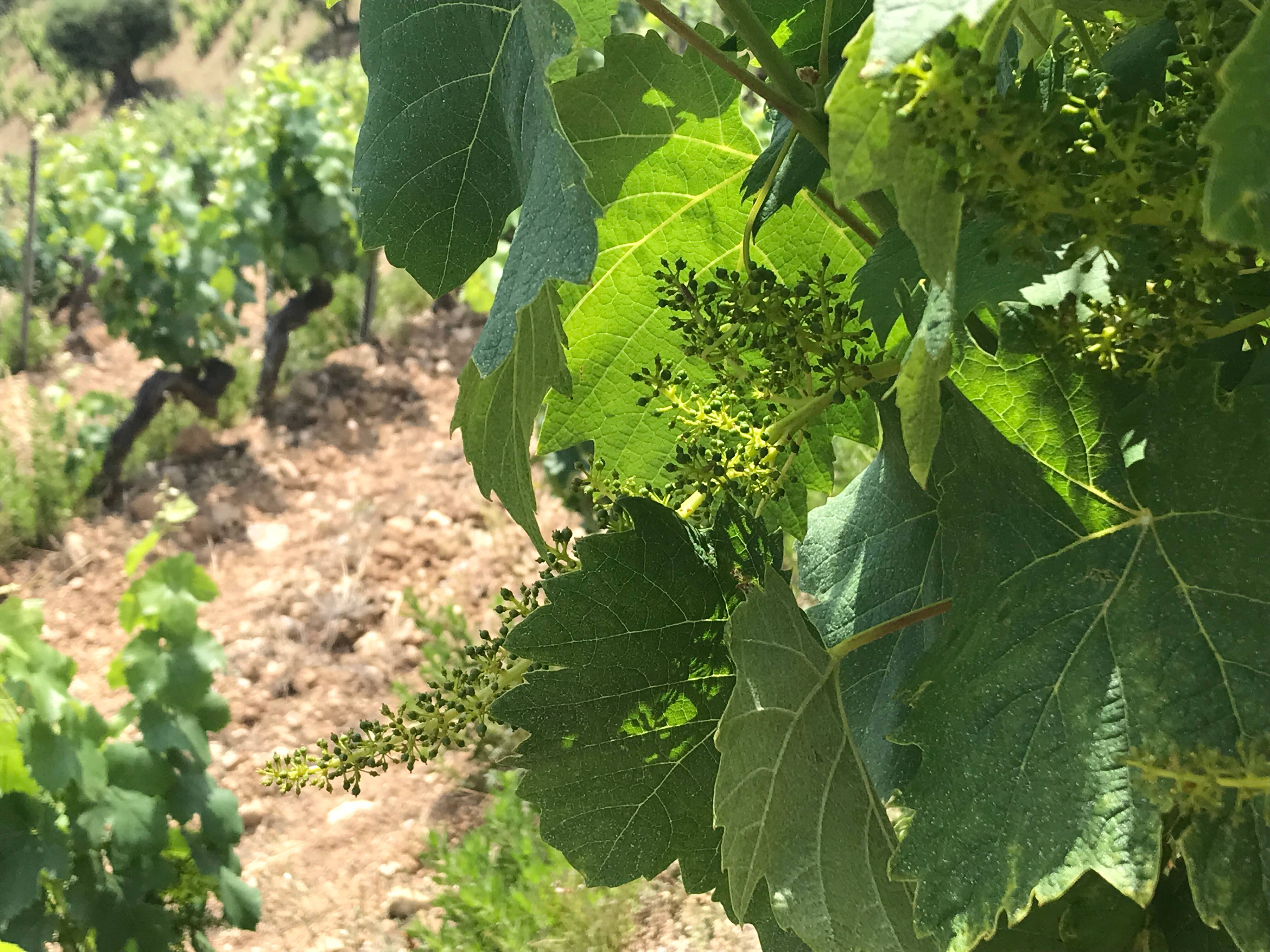 Urgence, précaution, santé... Comment agir après la dernière étude sur les pesticides dans les vignes?