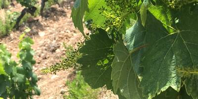 Urgence, précaution, santé... Comment agir après la dernière étude sur les pesticides dans les vignes?
