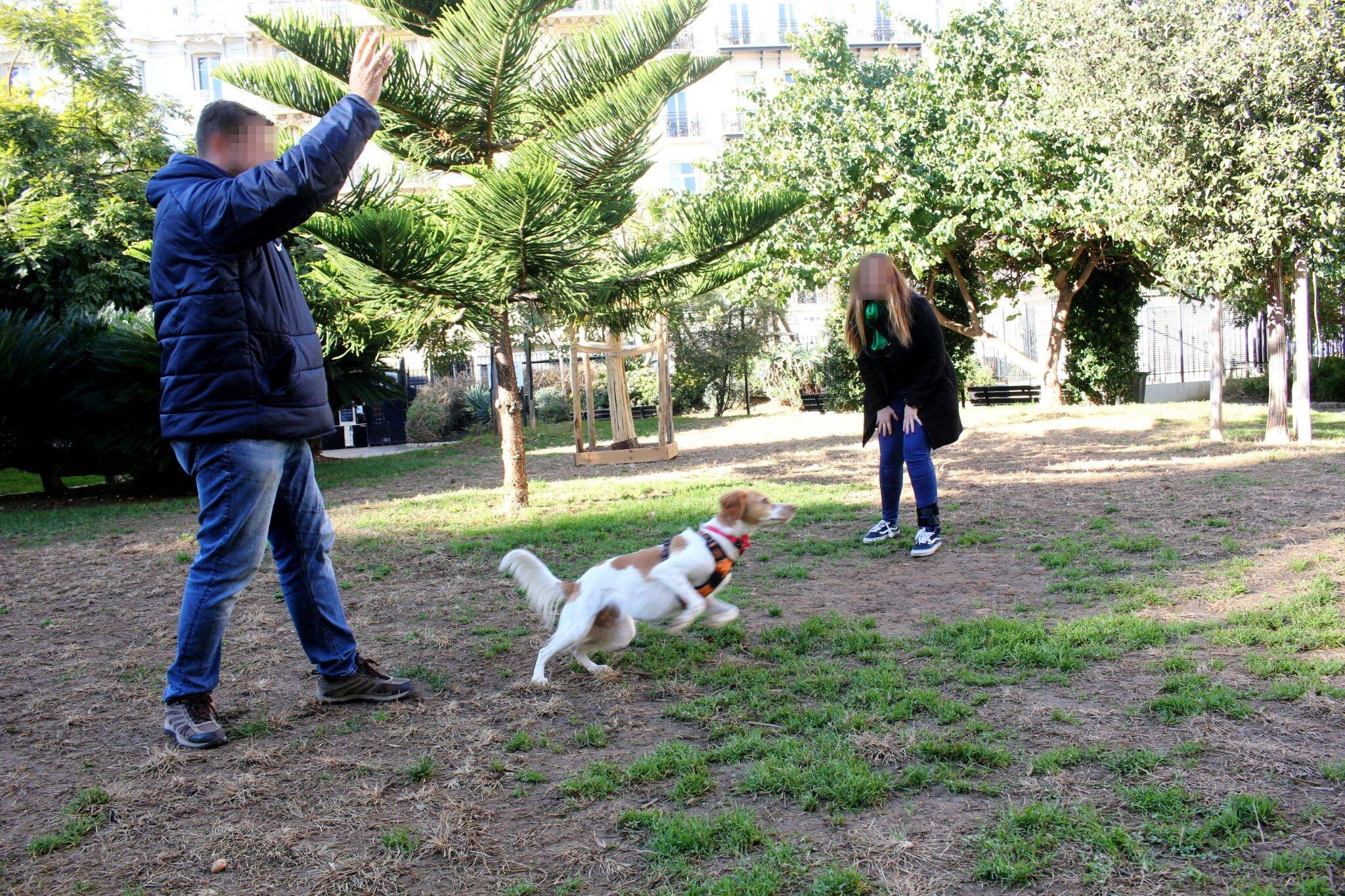"Dans le centre-ville, il n'y a rien": les chiens ont-ils suffisamment d'aires d'ébats pour se dégourdir les pattes à Nice?