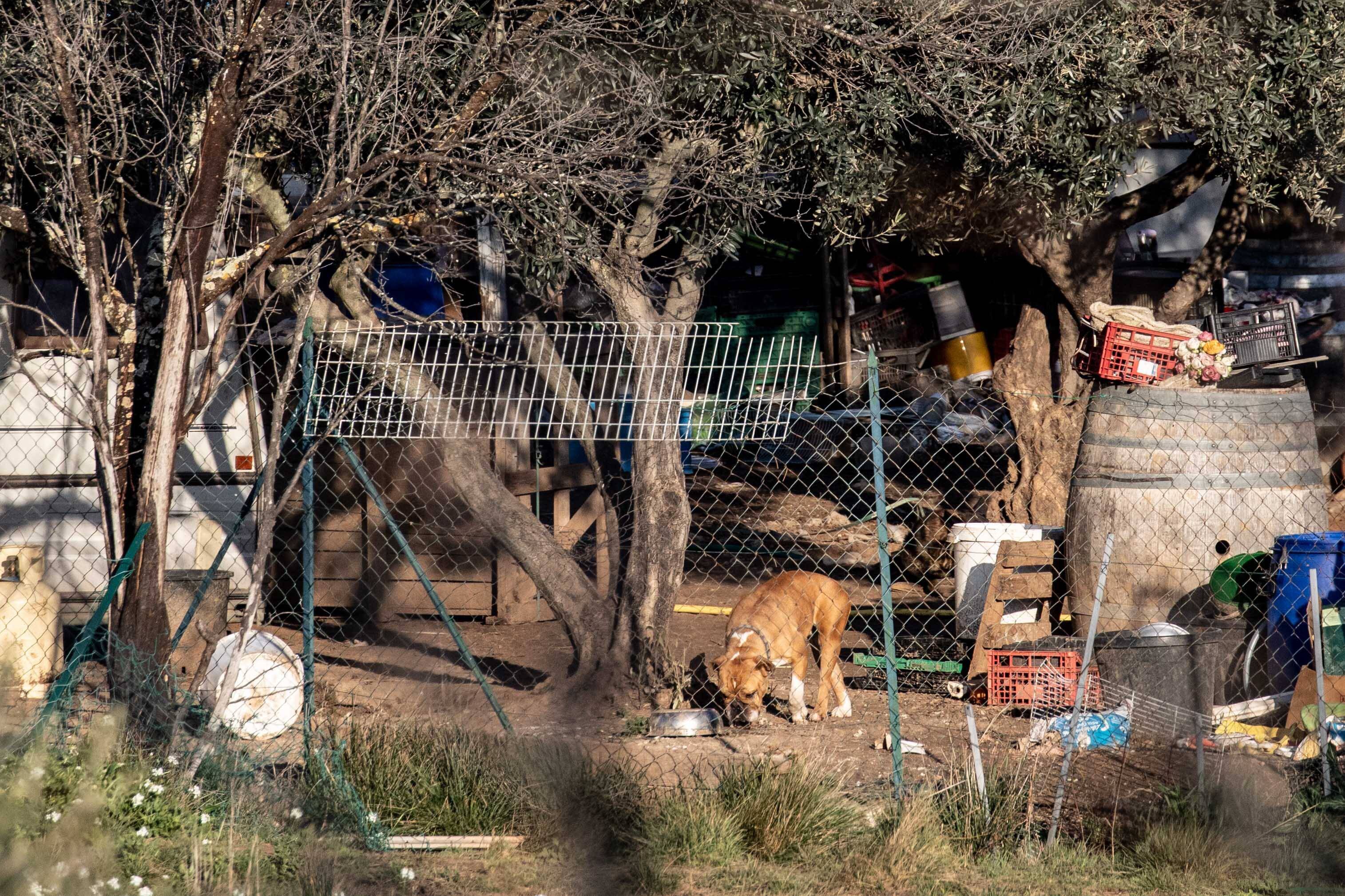 "Des faits intolérables": la responsable d'un refuge au Luc condamnée pour maltraitance animale