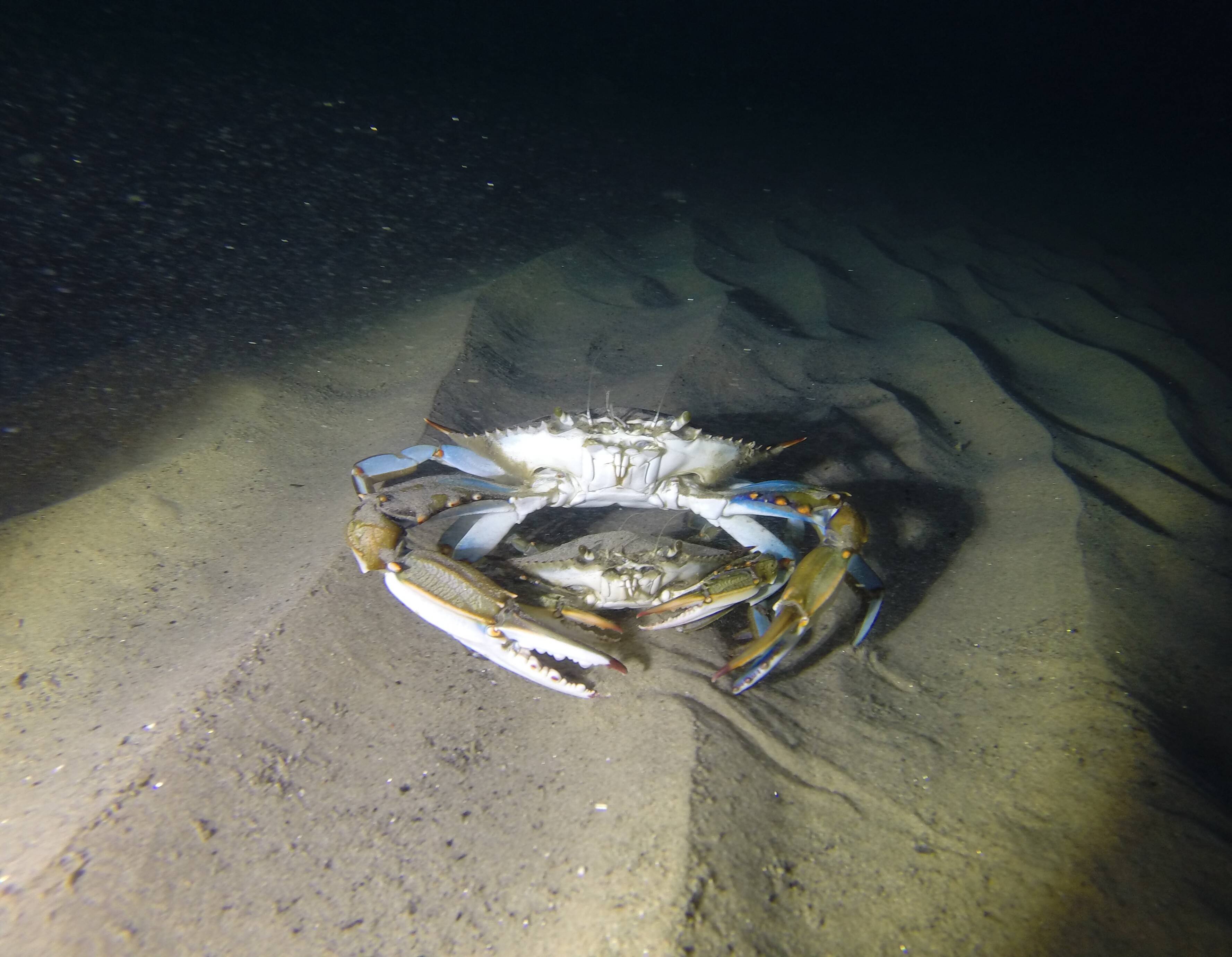 "C'est très préoccupant": la prolifération de ce crustacé dans la Siagne inquiète pêcheurs et scientifiques
