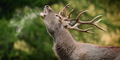 "Son objectif, quand il a rassemblé les biches, c'est de garder le cheptel": comment observer le brame du cerf sans déranger? Suivez le guide dans la vallée de la Roya