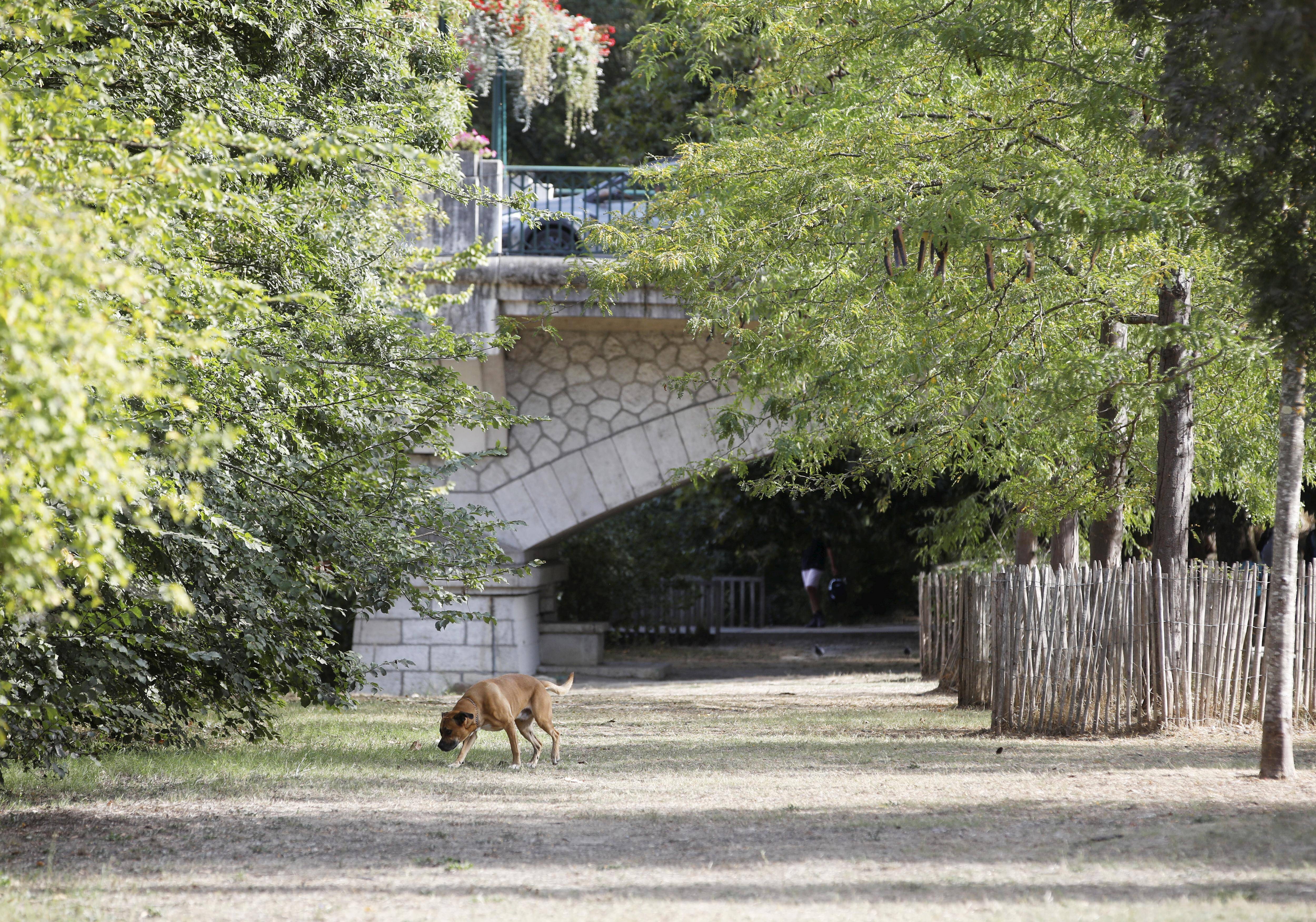 "On attend quoi? Une attaque": dans le parc naturel départemental des rives du Loup, des chiens dangereux déambulent en liberté et terrorisent les promeneurs