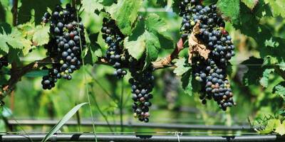 Comment le millésime 2020 des vins de Provence a su faire face au climat