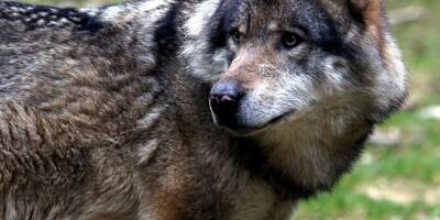 Les deux premiers loups abattus en France en 2021 l'ont été dans les Alpes-Maritimes