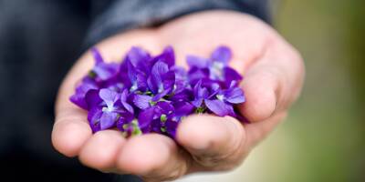 Tourrettes-sur-Loup annule encore la Fête des violettes à cause de la Covid-19