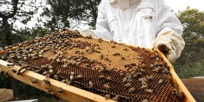 Abeilles menacées, manque de soutien de l'Etat, de plus en plus d'amateurs... L'apiculture varoise à la croisée des chemins