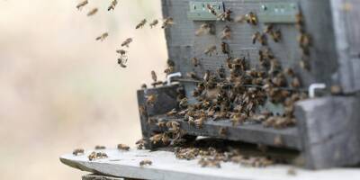 Comment ce rucher de Lorgues oeuvre pour le repeuplement de l'abeille, l'échange culturel et l'insertion sociale
