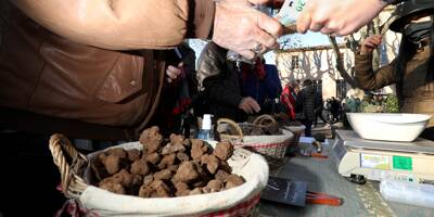 Production très faible et Covid: à Aups, les truffes ne se ramassent pas à l'appel cette année