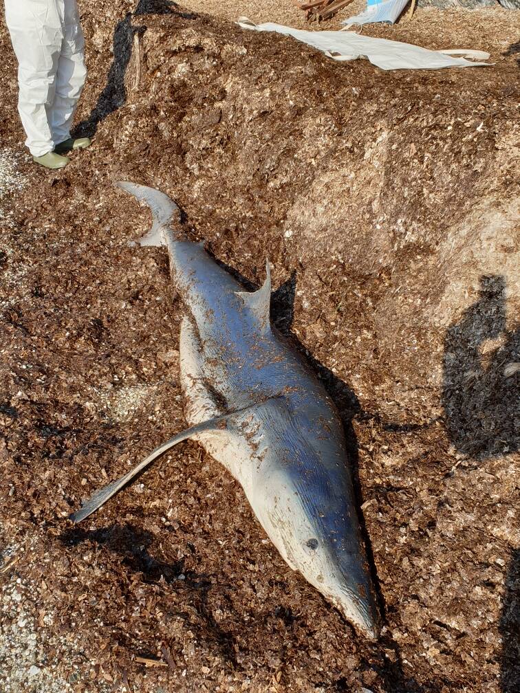Un Requin De Pres De 3 Metres S Echoue Sur La Plage De L Almanarre A Hyeres Var Matin