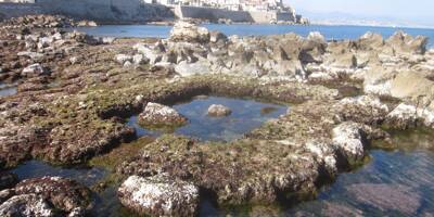 La marée basse nous fait (re)découvrir d'étonnants vestiges romains à Antibes