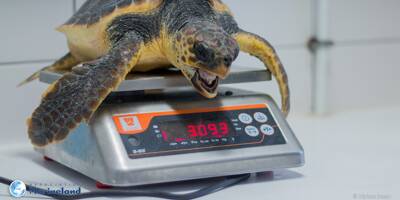 Une nouvelle tortue Caouanne en détresse recueillie au centre de réhabilitation du Cap d'Antibes
