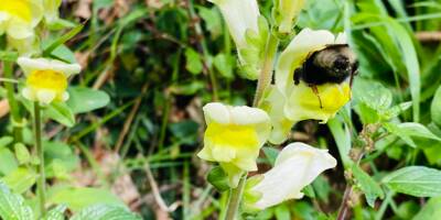 Quelles plantes installer pour aider les pollinisateurs?