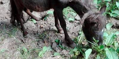 "Ferme de l'horreur": les enquêteurs ont estimé la manne détournée par un couple du Haut-pays qui lançait des cagnottes au profit d’animaux fantômes...