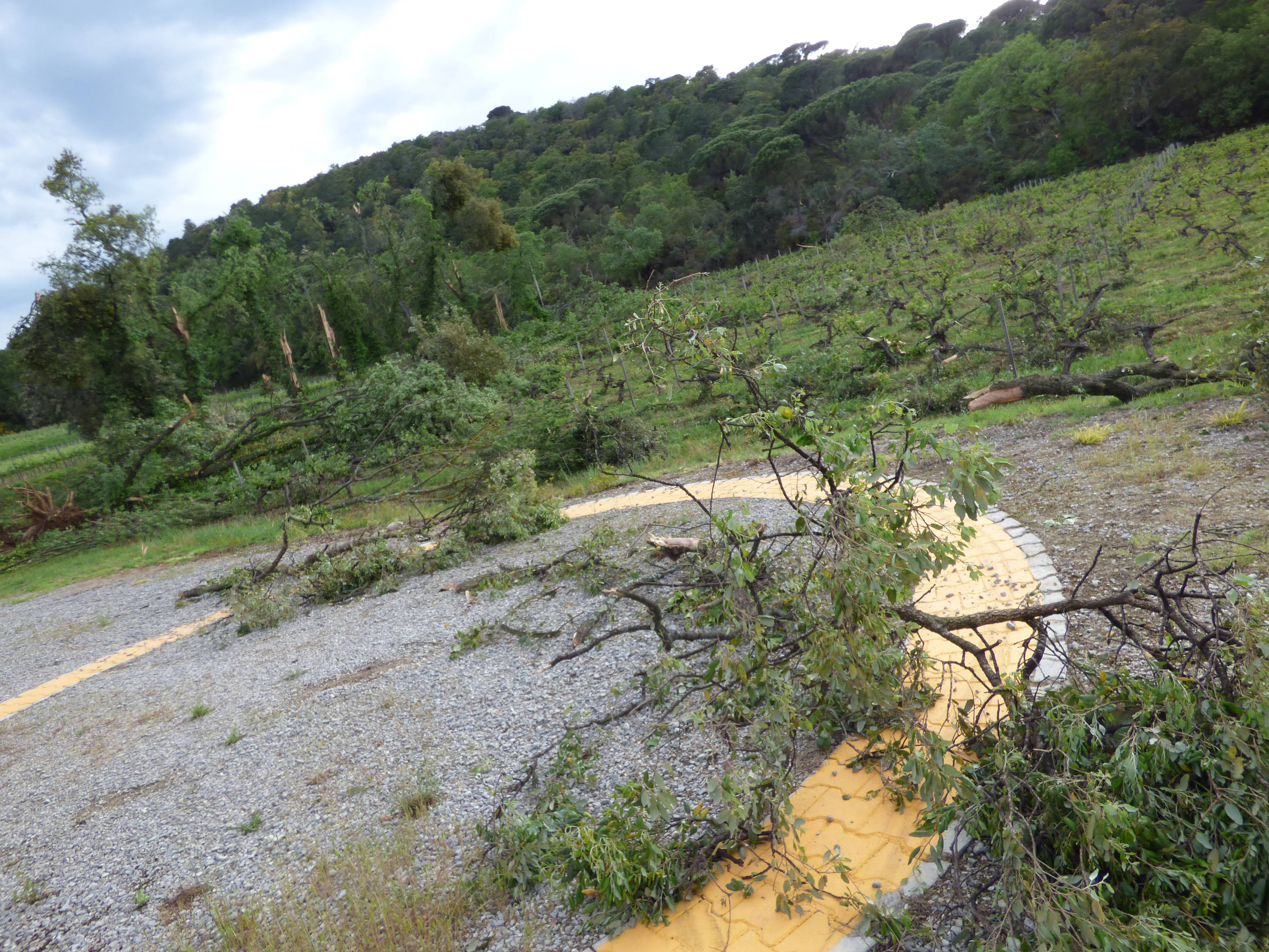 PHOTOS. Les images des dégâts causés par la tornade qui a frappé le Golfe de Saint-Tropez ce mardi