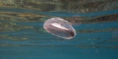 Une nouvelle espèce de méduse débarque dans les eaux des Alpes-Maritimes et du Var