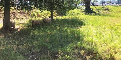 Pourquoi trois moutons ont élu domicile en plein centre-ville d'Antibes