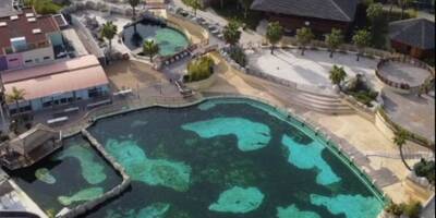 Une vidéo de Marineland à Antibes fait polémique, le parc répond