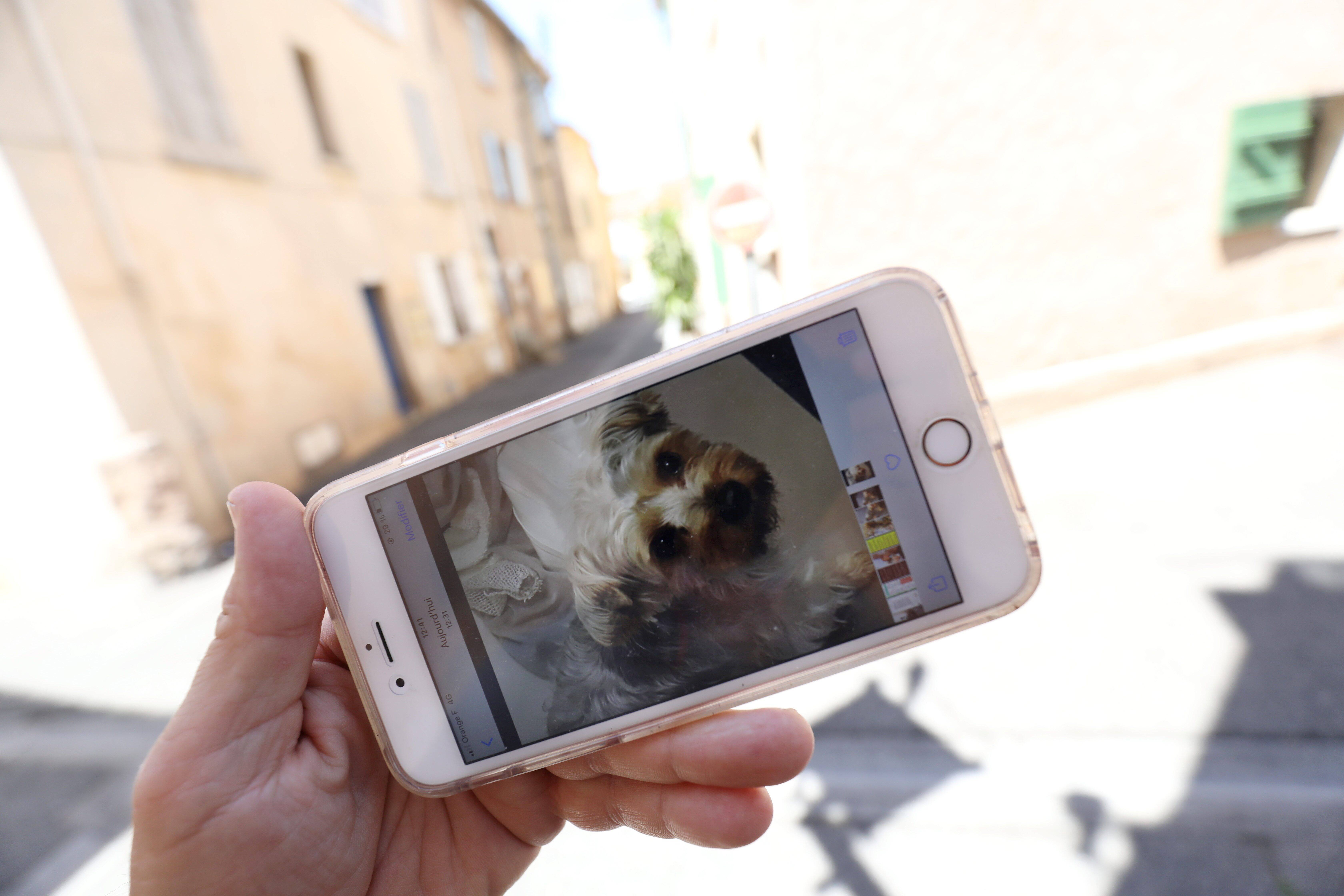 "Ca aurait pu être un enfant": son Yorkshire s'est fait dévorer sous ses yeux par un pitbull à Fréjus