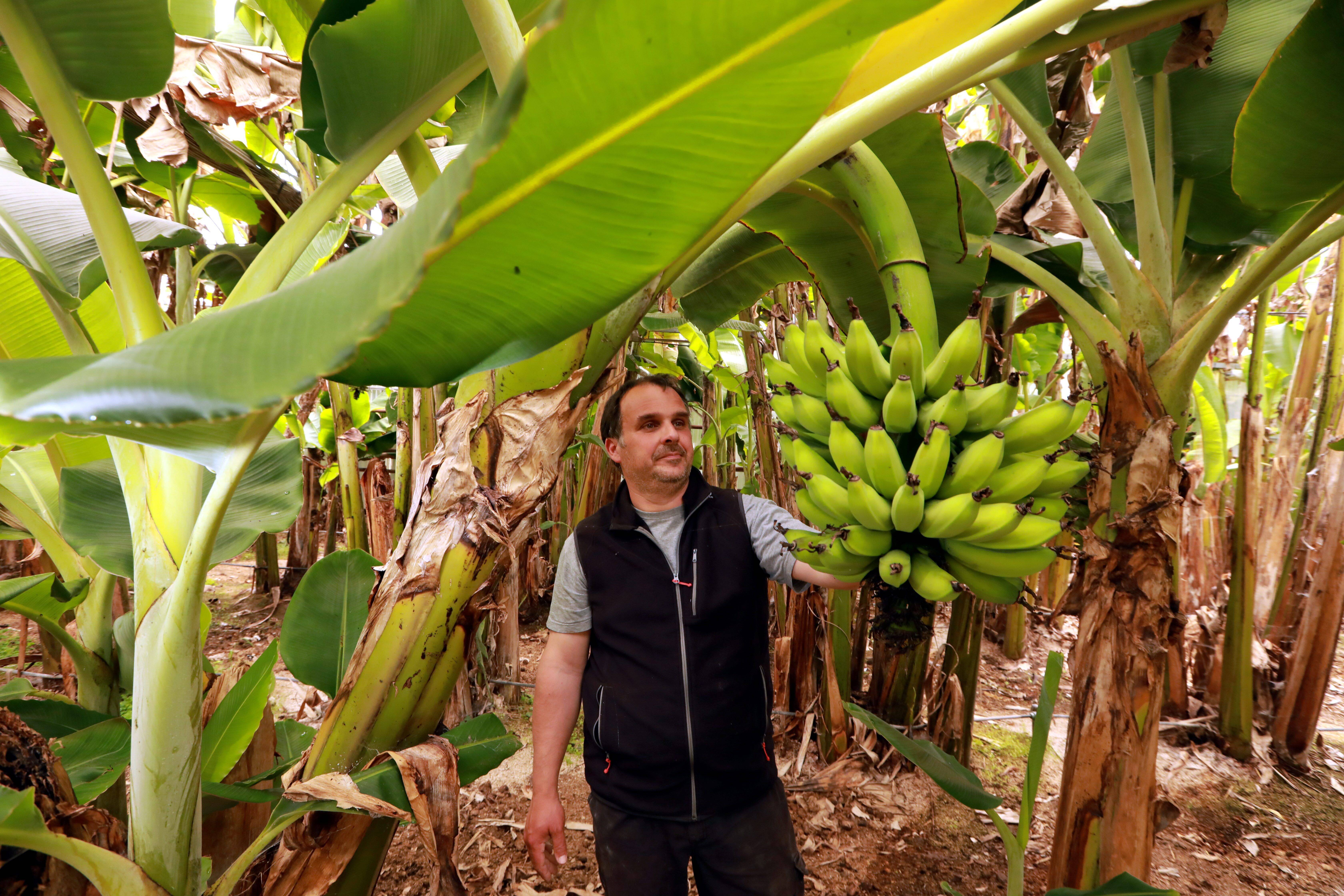 Le saviez vous Cette immense bananeraie est situ e dans le Var