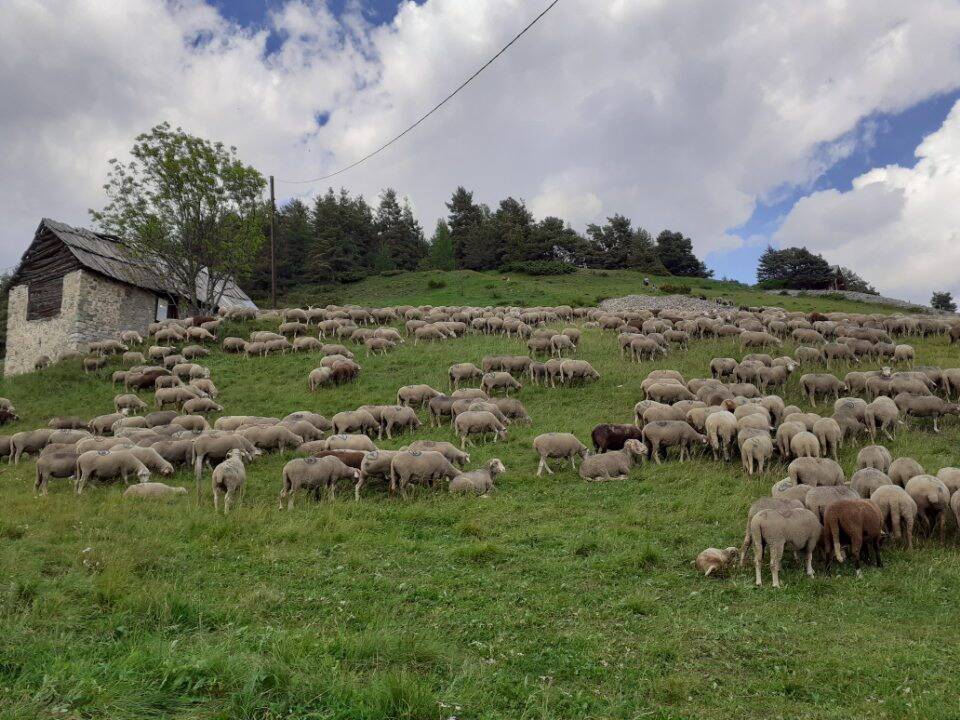 VIDEO. C'est parti pour la transhumance entre Auron et Saint-Etienne-de-Tinée ce samedi