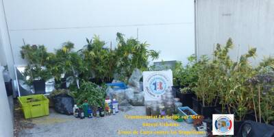 Plus de cent plants de cannabis découverts chez un quadragénaire à La Seyne
