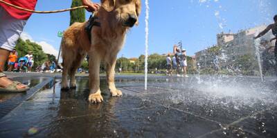 Une pétition pour des points d'eau pour les chiens au parc Chambrun
