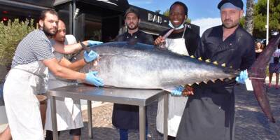 142 kilos! Le plus gros thon pêché cette année en Méditerranée est servi dans un restaurant du Var