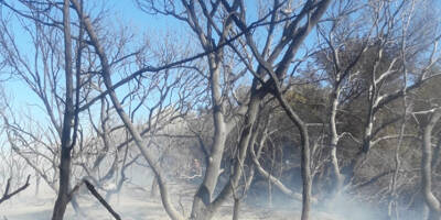 Feu de forêt sur la presqu'île de Giens à Hyères: 3.200m2 détruits