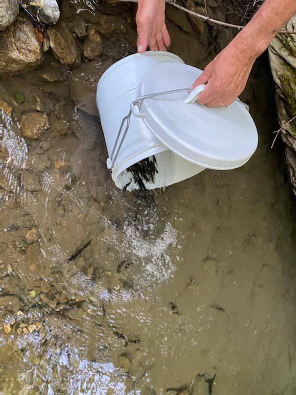 "La tempête Alex a presque tout fait disparaître": une association de pêcheurs relâche des milliers de poissons dans les cours d'eau de La Roya