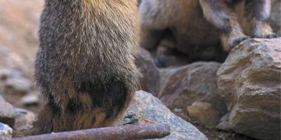 La chasse à la marmotte autorisée dans les Alpes-Maritimes: la polémique gronde