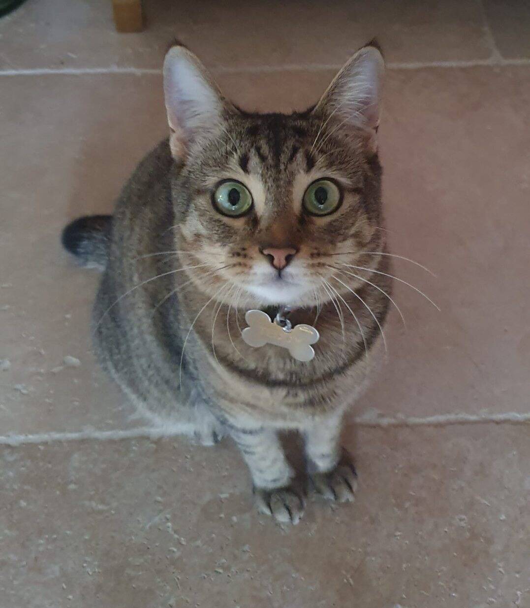 Perdue entre Nice et Los Angeles, comment la chatte Teddy a-t-elle été retrouvée par miracle à Paris