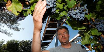 Le degré d'alcool des vins produits dans le Var augmente à cause du réchauffement climatique