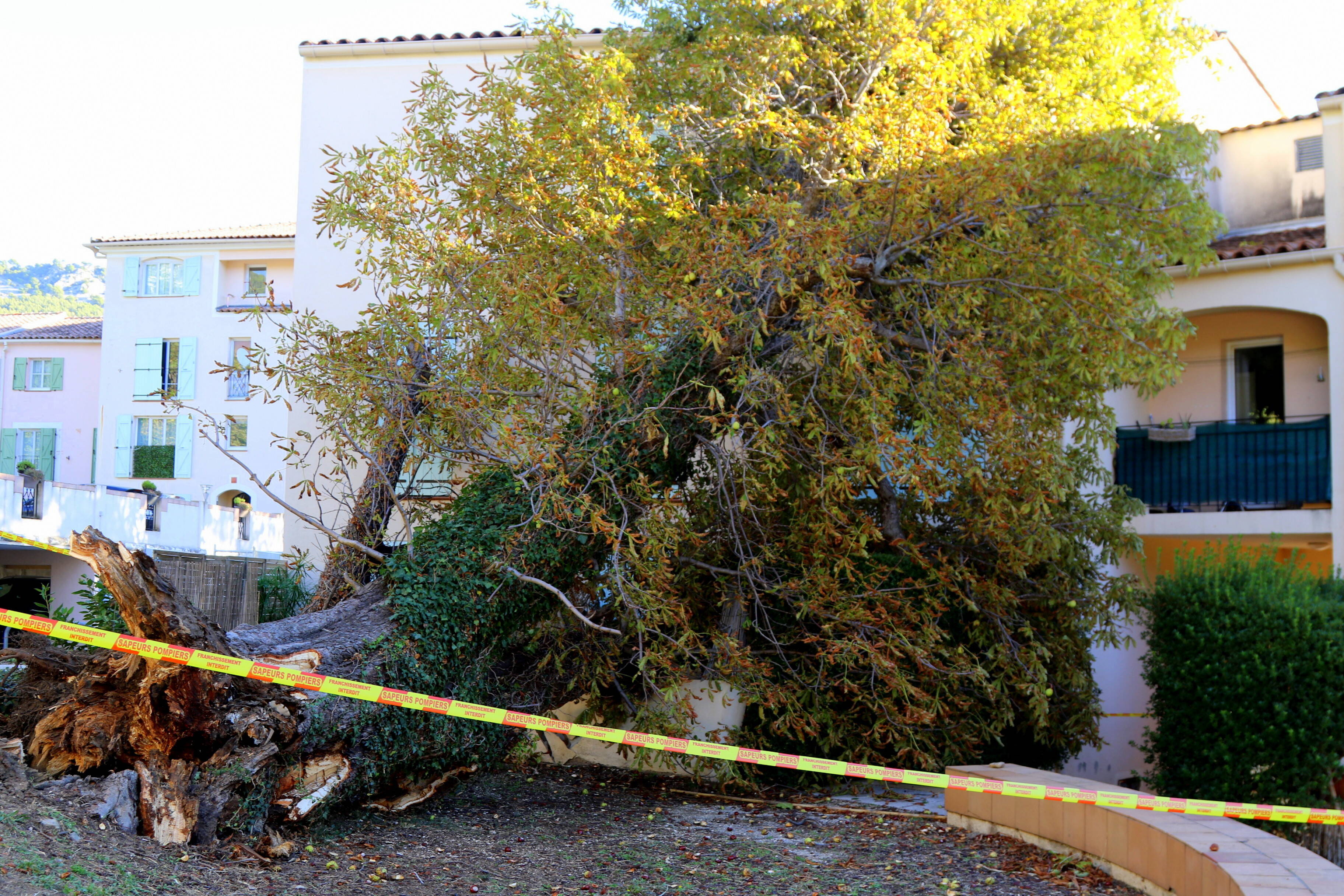 Grosse frayeur au Revest: un marronnier s'abat sur une résidence en pleine nuit
