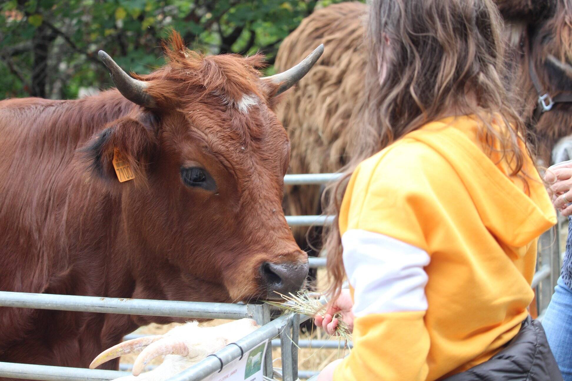 La foire agricole fera battre le c ur de Breil sur Roya dimanche